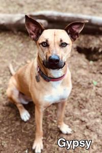 Gypsy