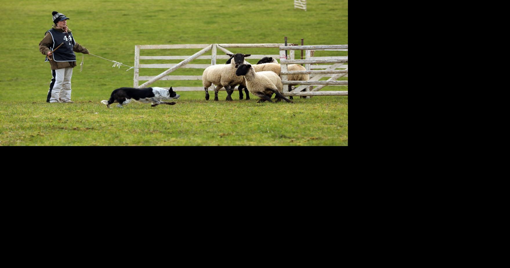Oklahoma rancher buys world's most expensive sheep dog