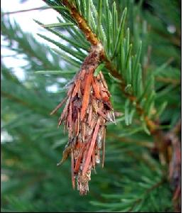 Get Rid Of Bagworms With Timely Tips Tulsaworld Com