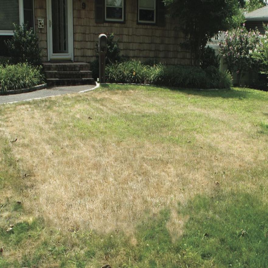 How To Repair Dead Grass Tulsaworld Com