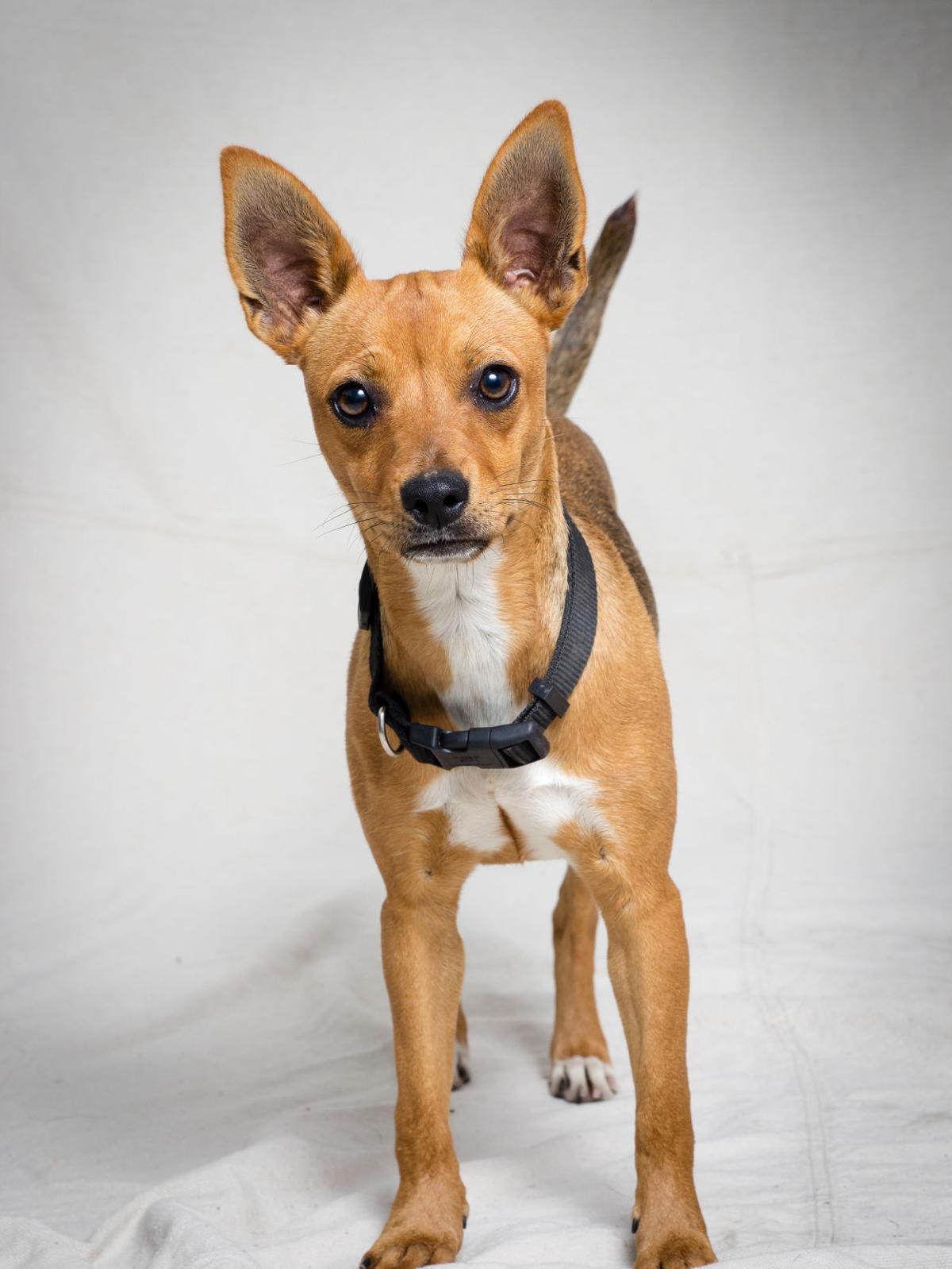 Looking for love: Adoptable pets in Tulsa | Entertainment ...