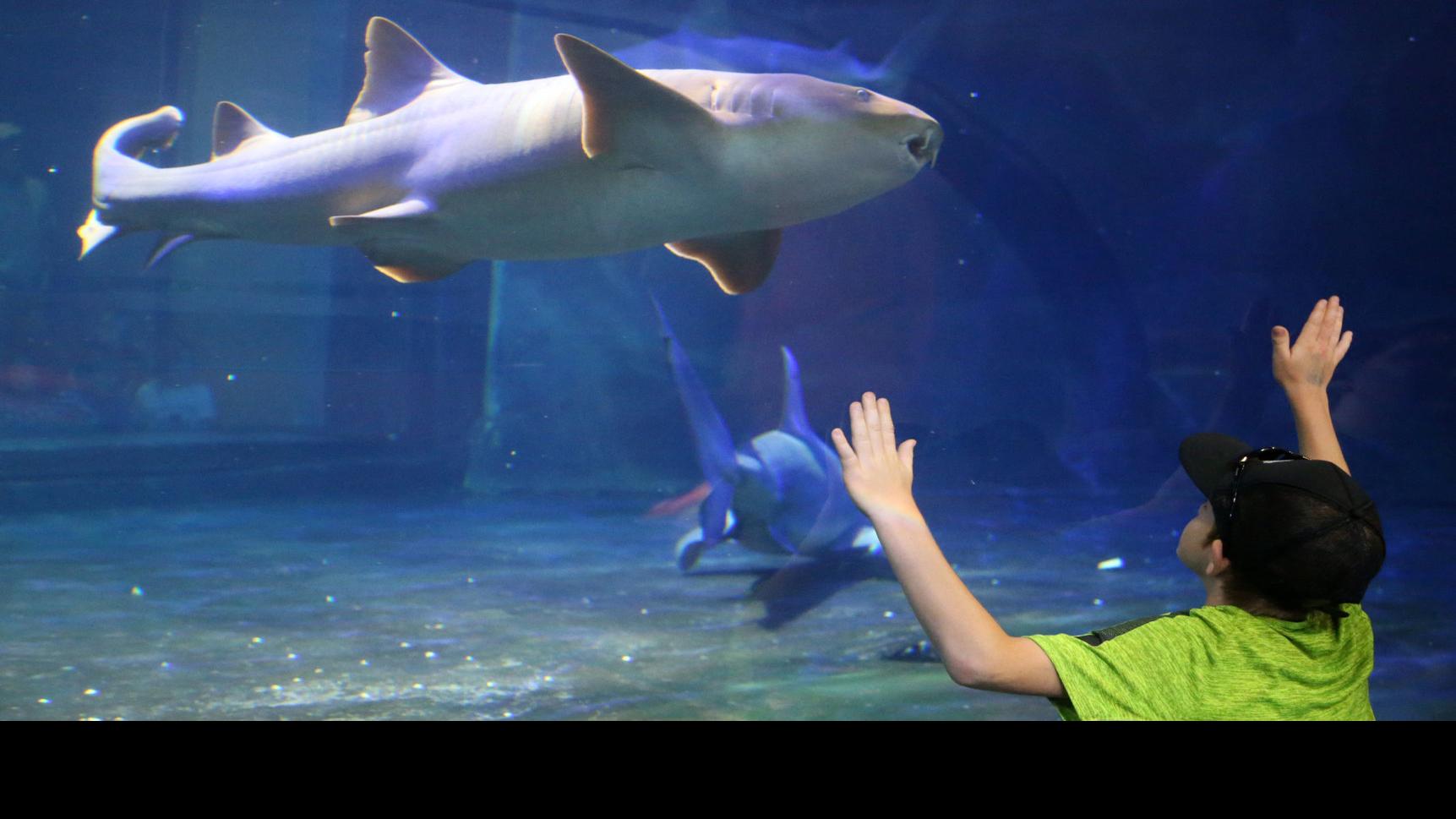 Find Reopenings Across The State From Aquariums To State Park Lodging Entertainment Tulsaworld Com