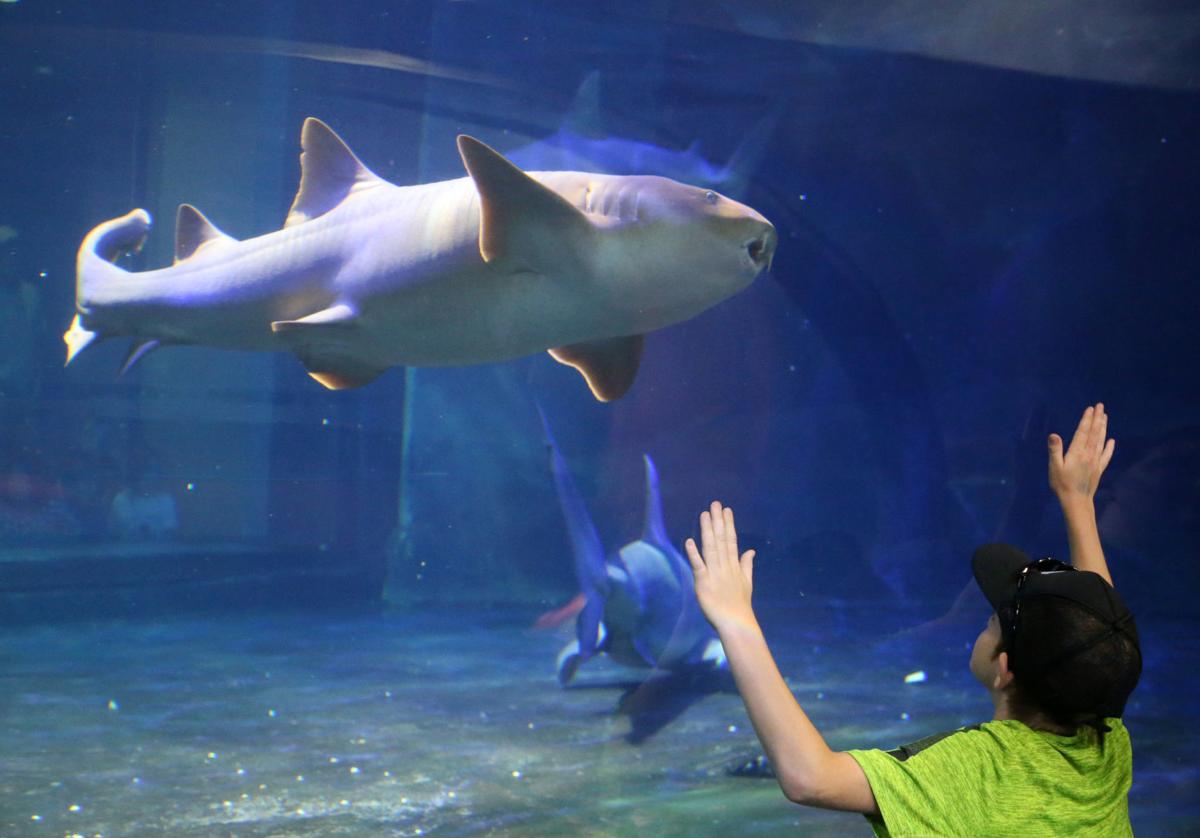 Find reopenings across the state, from aquariums to state park lodging Entertainment