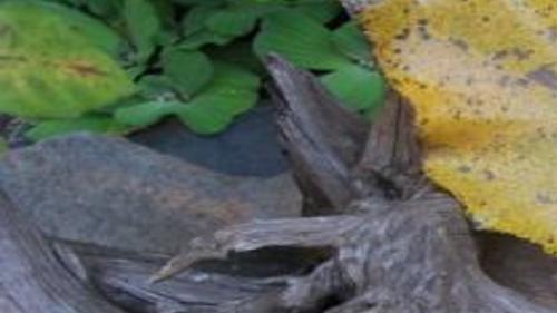Cottonwoods Get Bad Rap For Wind Blown Seeds Home Garden Tulsaworld Com