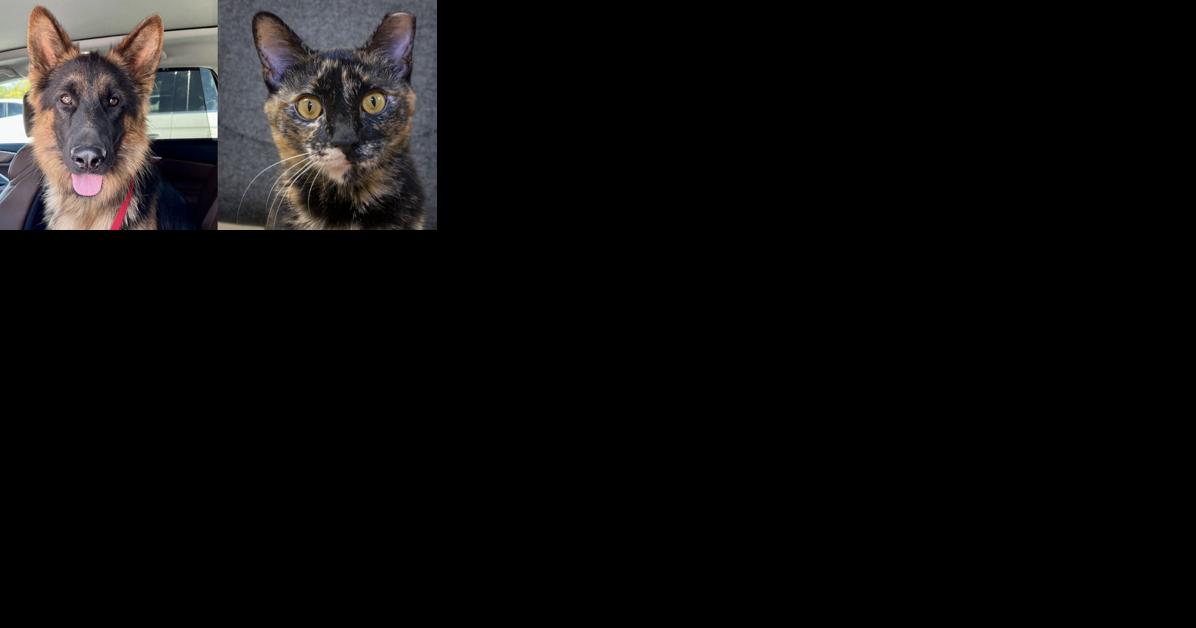 Pawsitively adorable: Meet 38 adoptable dogs and cats looking for love in the Tulsa area - Vimarsana News