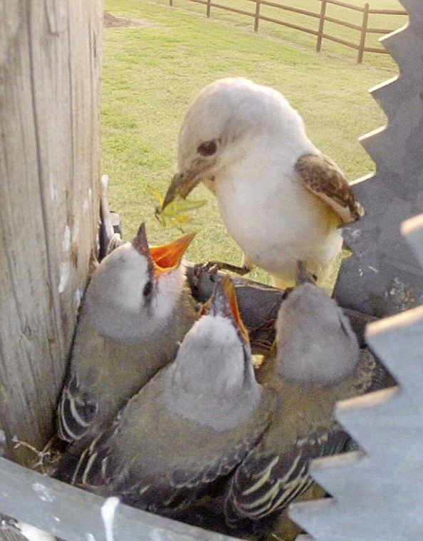 Kelly Bostian: Nest watching a rewarding activity that ...