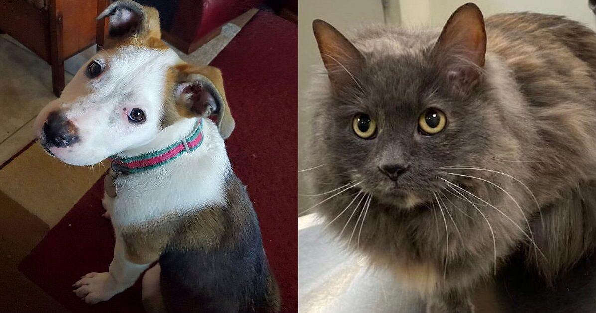 Meet 31 adoptable dogs and cats looking for love in the Tulsa area