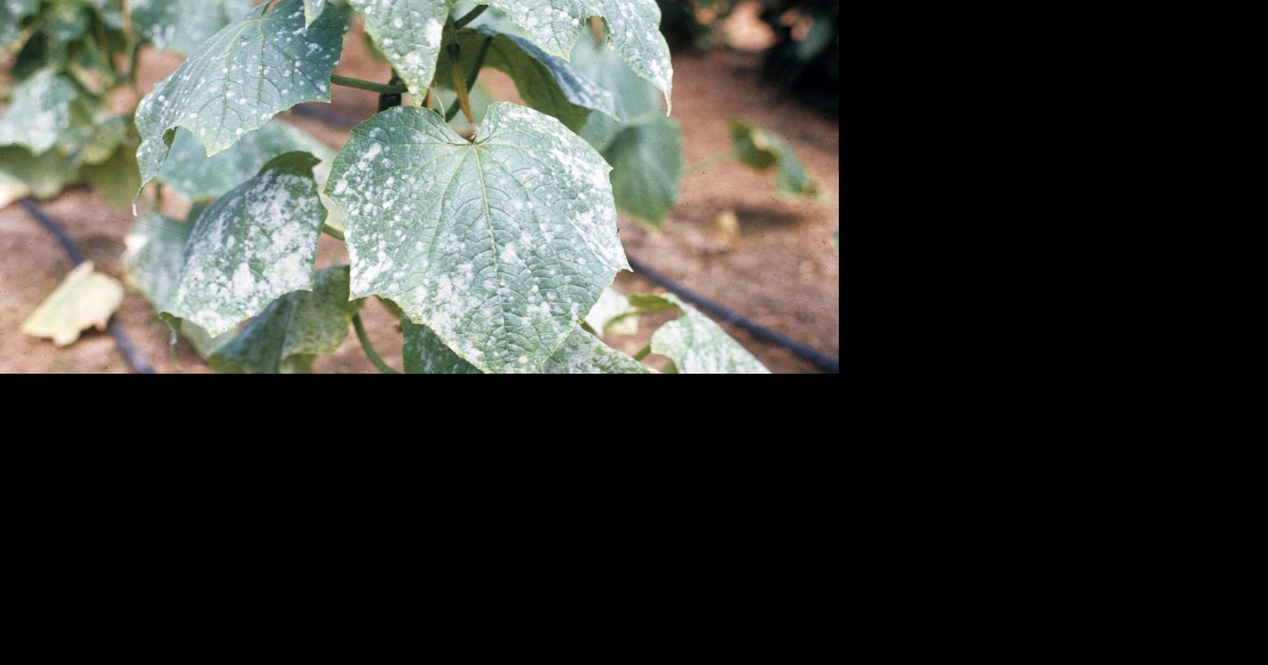 Master Gardener: Powdery mildew thrives in summer humidity. Here’s how to fight back