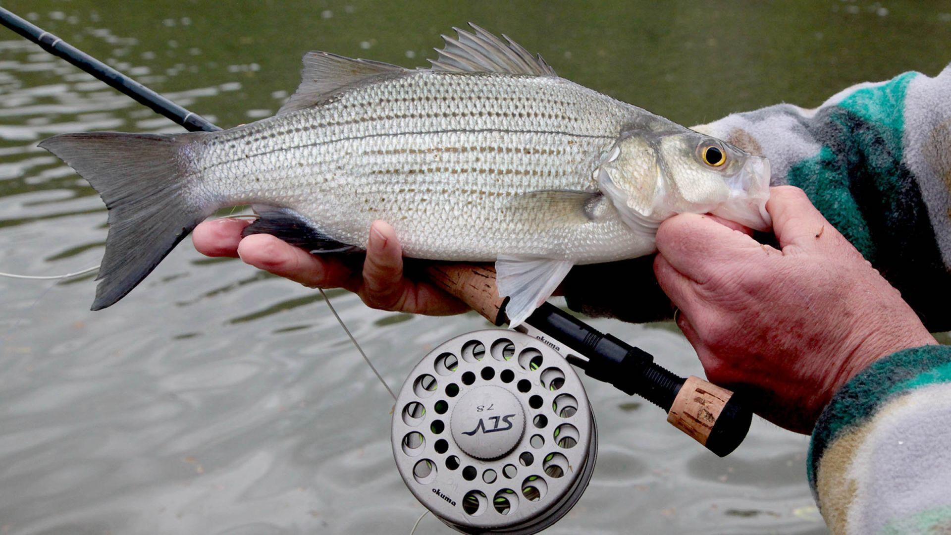 Kelly Bostian Springtime White Bass On The Fly Is Easy Fun When