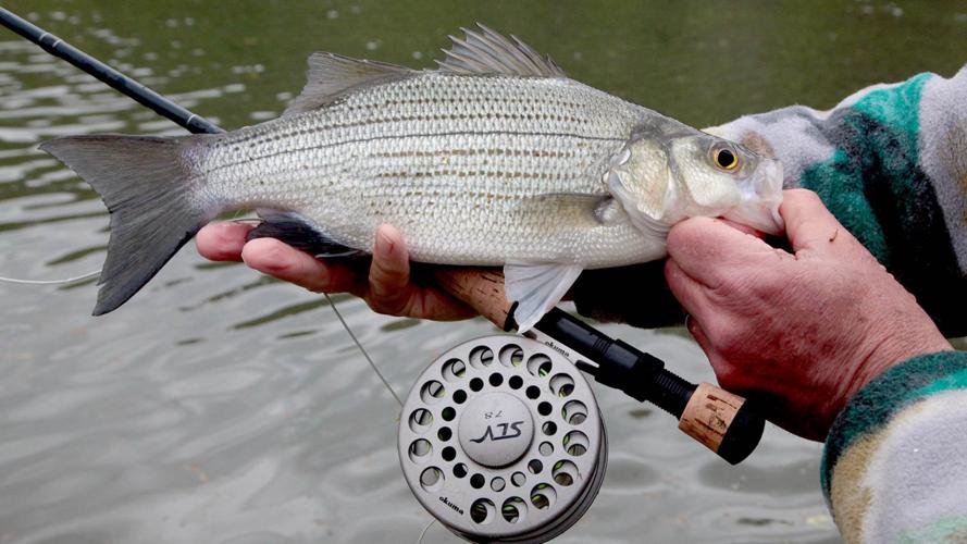 Kelly Bostian: Springtime white bass on the fly is easy, fun, when