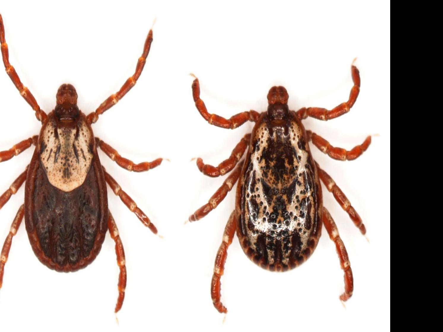 Ticks Are Plentiful This Summer In Oklahoma And Their Bites Are