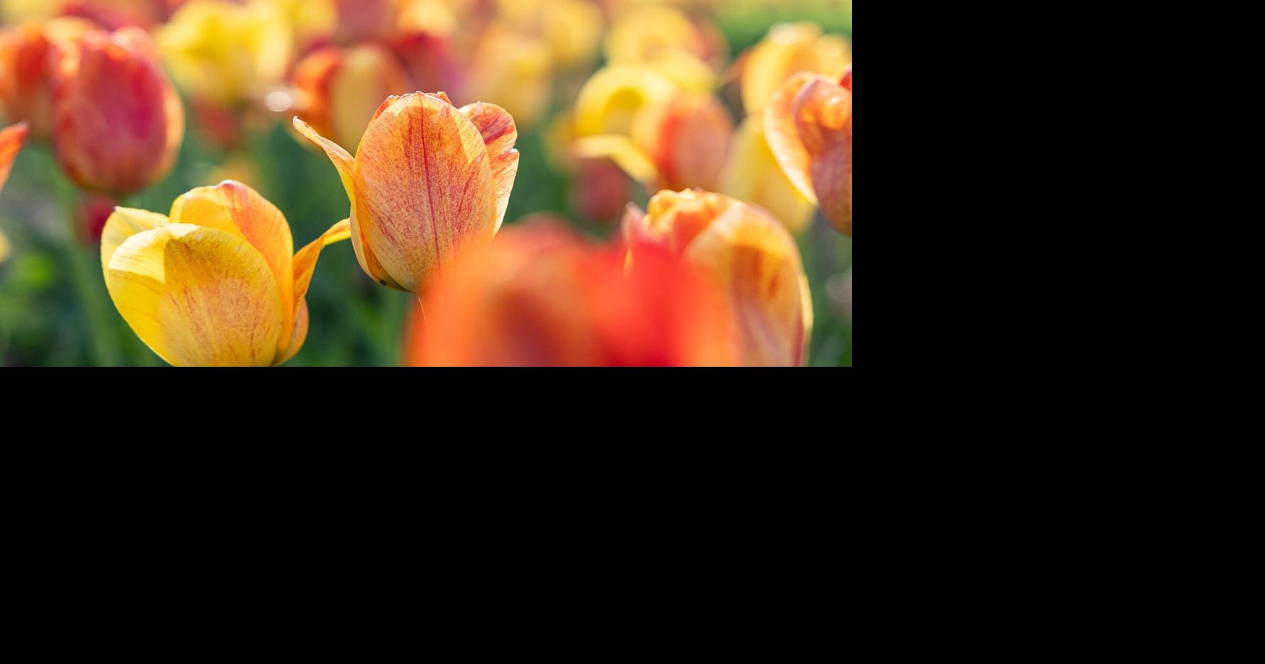 Berry Tramel: Happy Mother’s Day to Mama J, who taught her kids how to read & how to pray