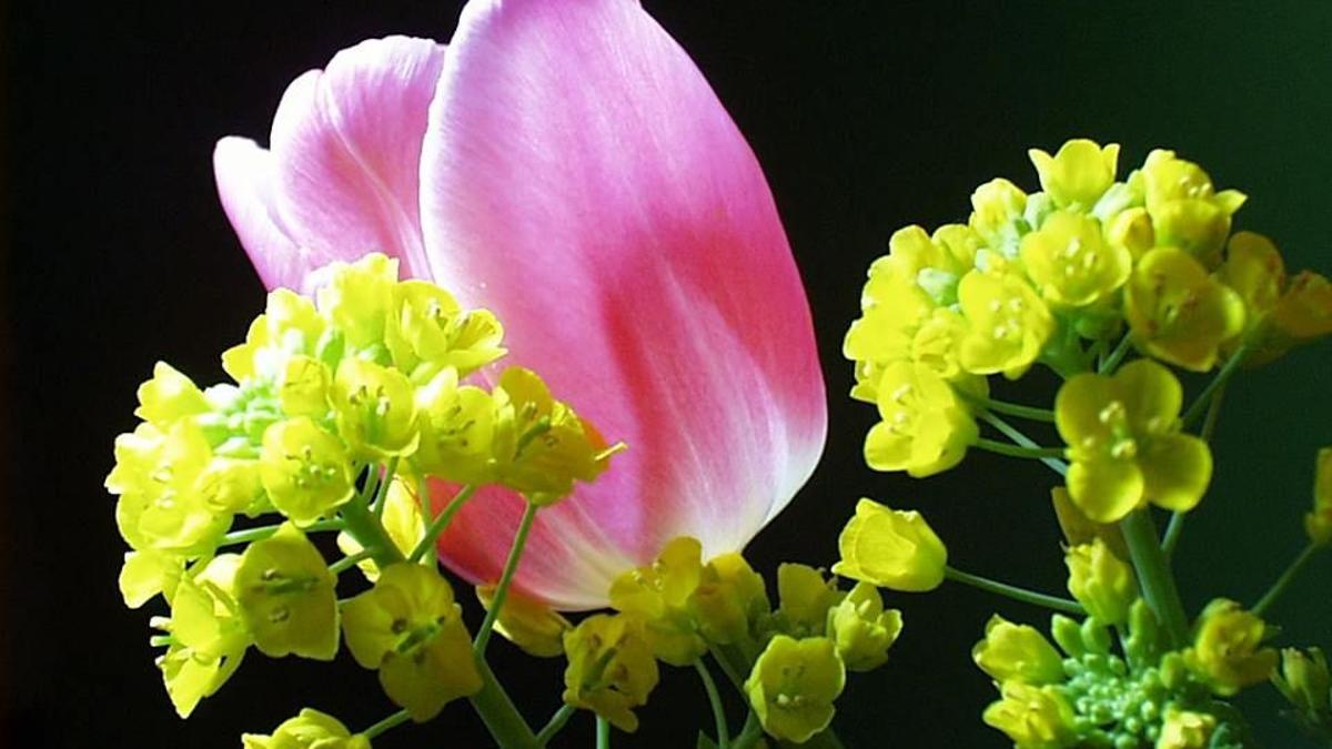 Diana Lynn Benham Obituaries Tulsaworld Com