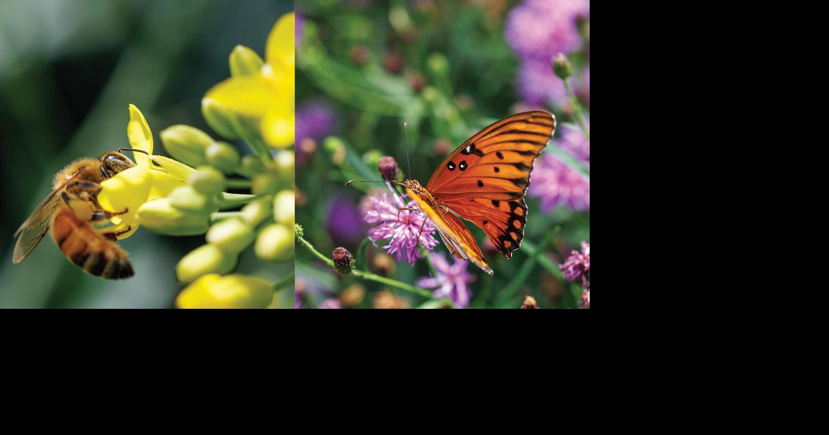 Master Gardener: While flower shopping, consider the pollinators