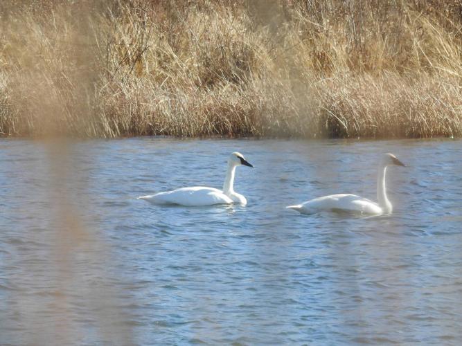 Trumpeter Swans, TPP, Dec. '21 (001b).jpg