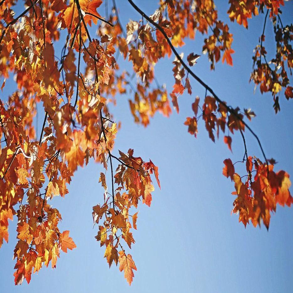 Master Gardeners Bypass Bagging Put Fallen Leaves To Work For Your Yard News Tulsaworld Com