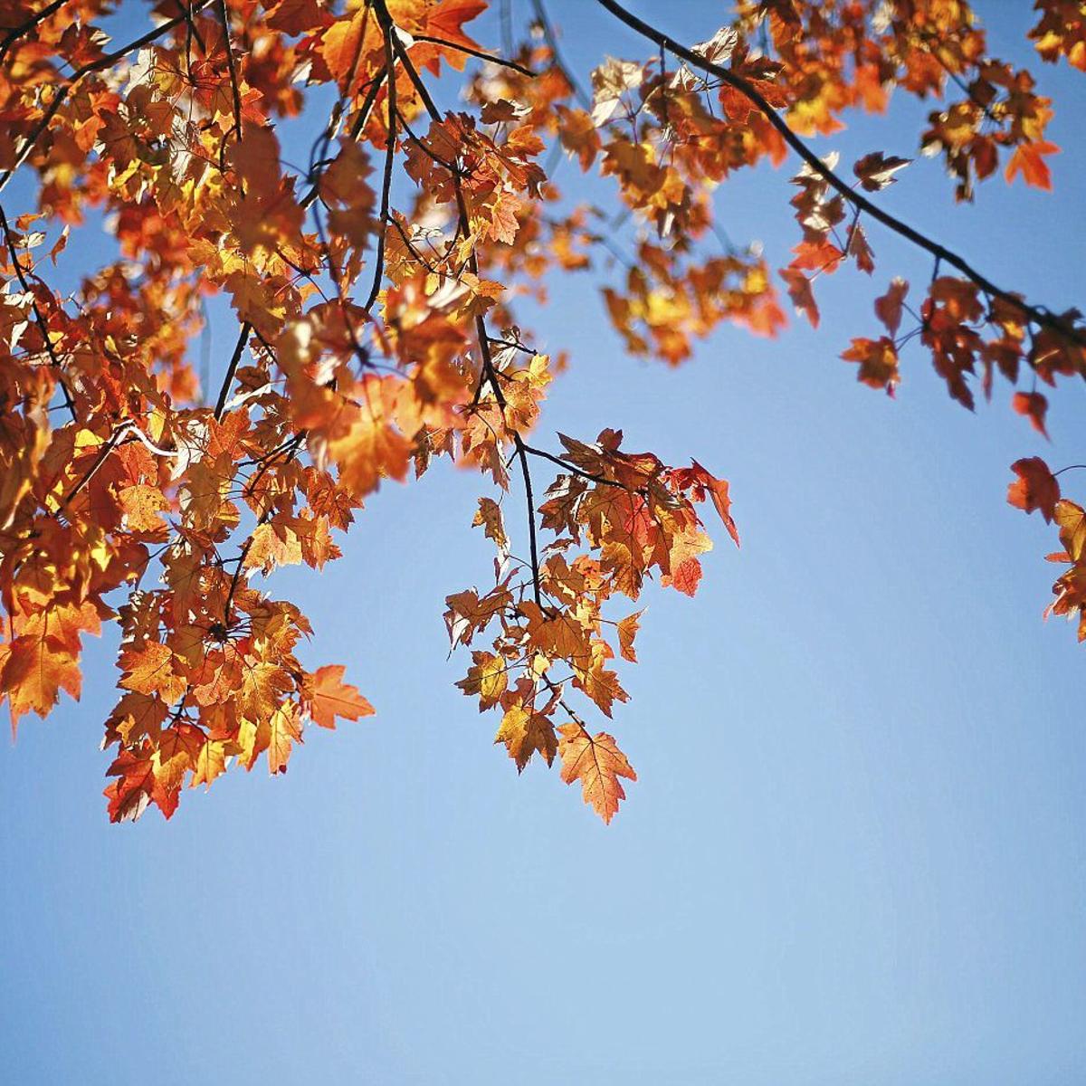 Master Gardeners Bypass Bagging Put Fallen Leaves To Work For Your Yard News Tulsaworld Com Master Gardeners Bypass Bagging Put Fallen Leaves To Work For Your Yard News Tulsaworld Com