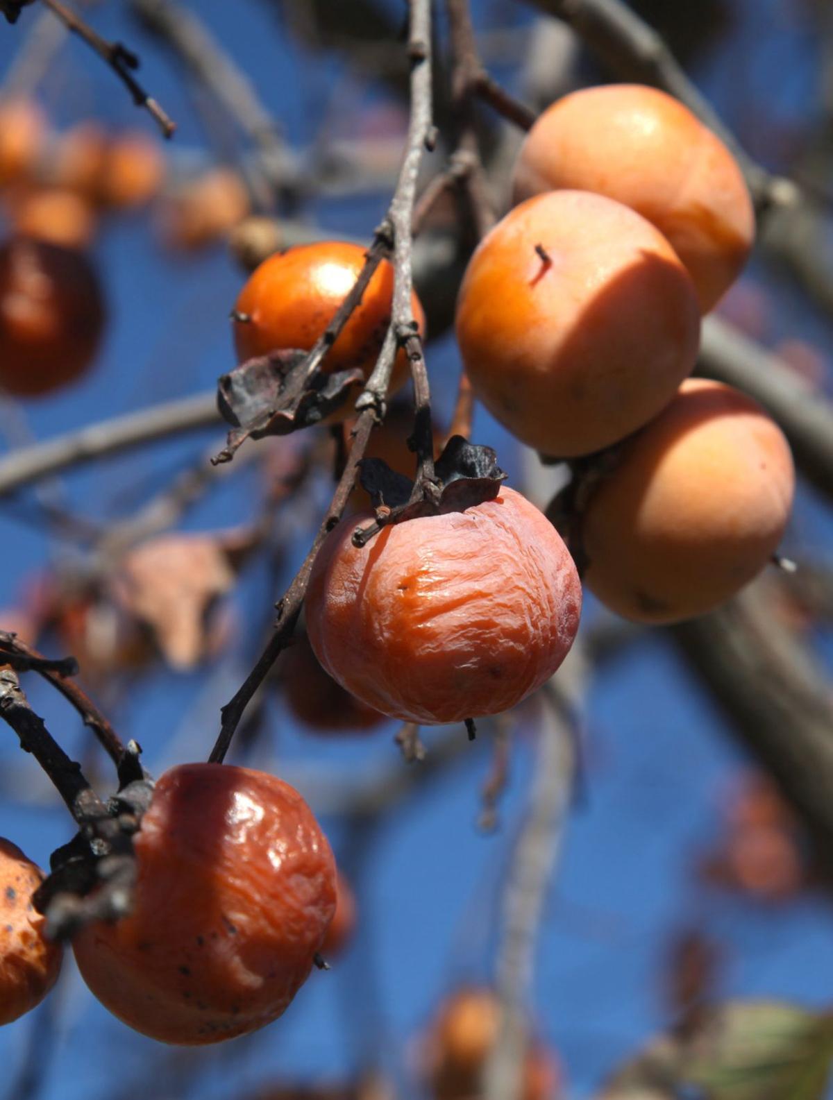 The World Around You Persimmons Ripen Without Frost For The 2016 17 Winter Forecast Sports 