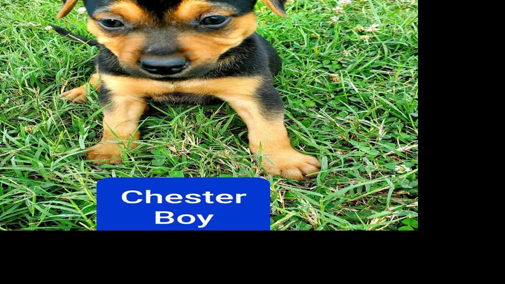 Pawsitively Adorable Meet 70 Adoptable Dogs And Cats Looking For
