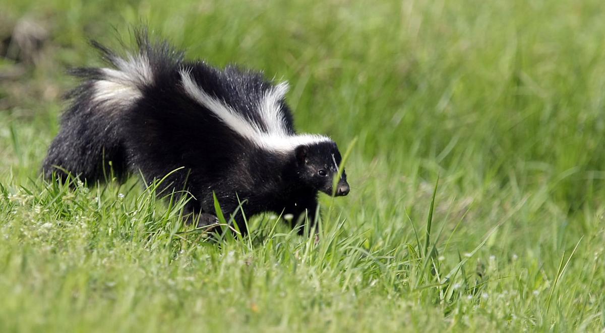 Rabies concern issued after baby skunks dropped off at animal rescue