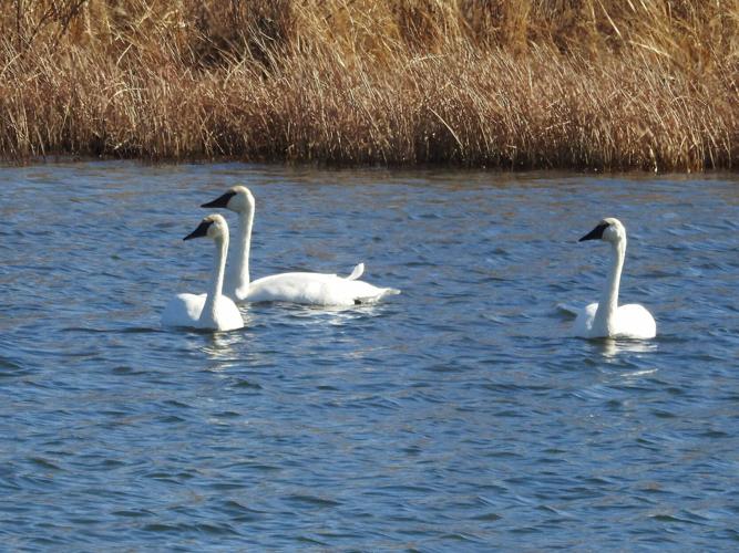 Trumpeter Swans, TPP, Dec. '21 (002b).jpg
