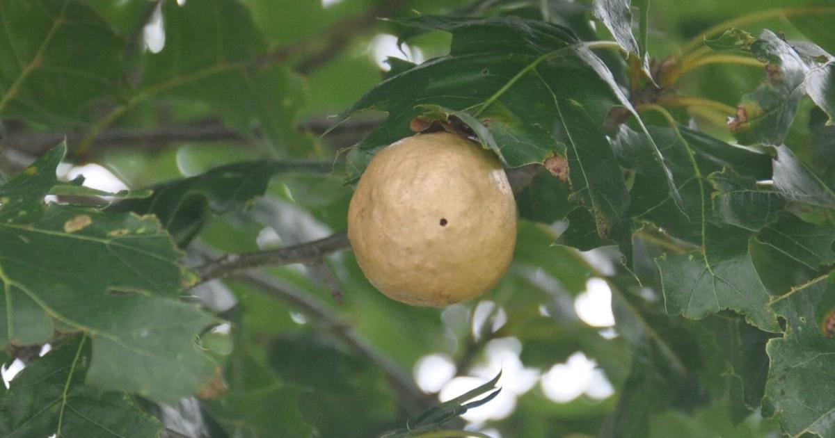 Nature Note: Galls abnormal growths on trees