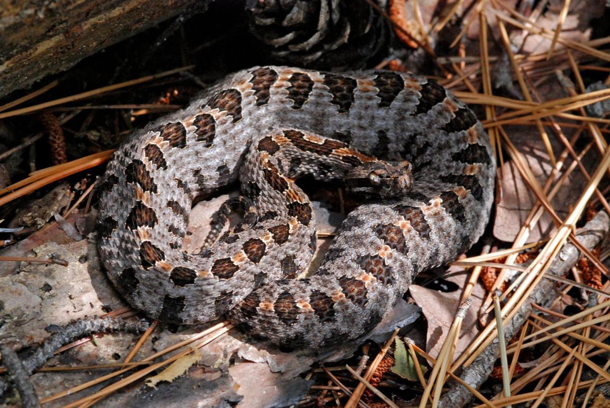 Tiny snake's bite can carry a big wallop for children; zoos come to the