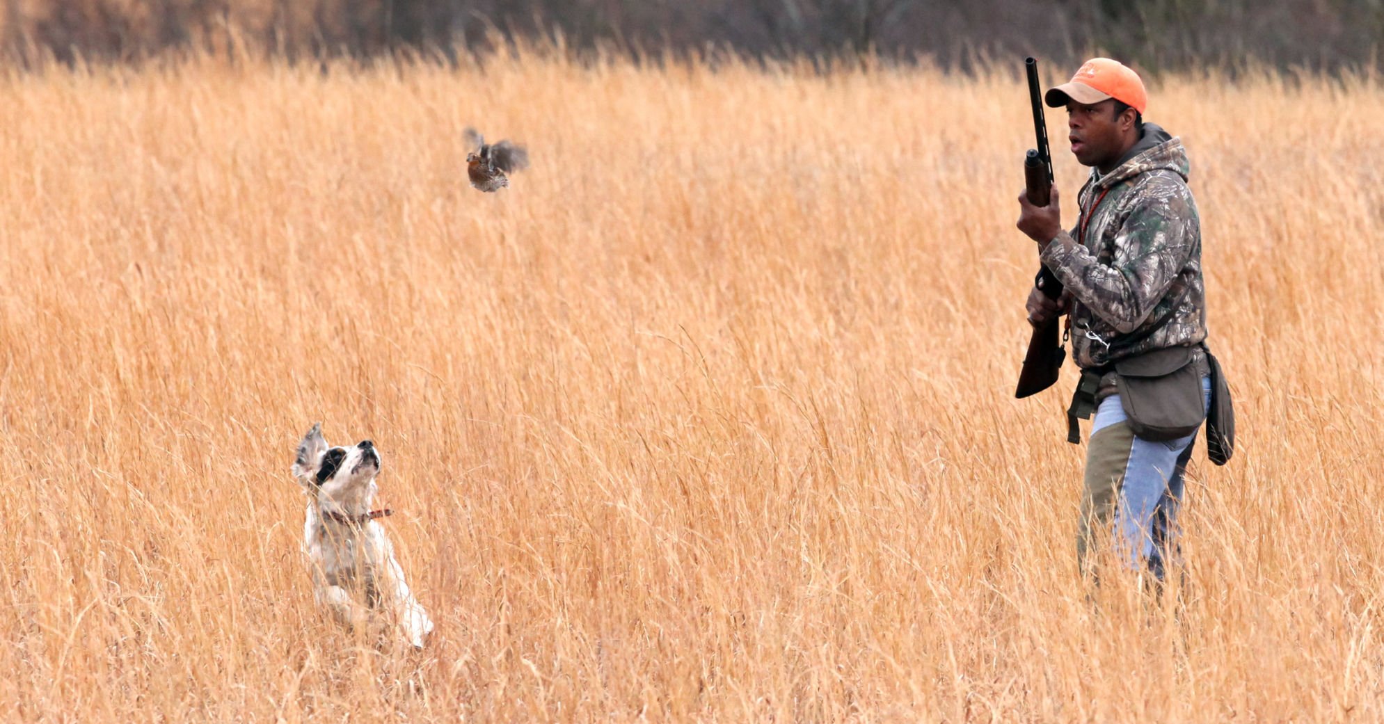 Brookside store gun dogs