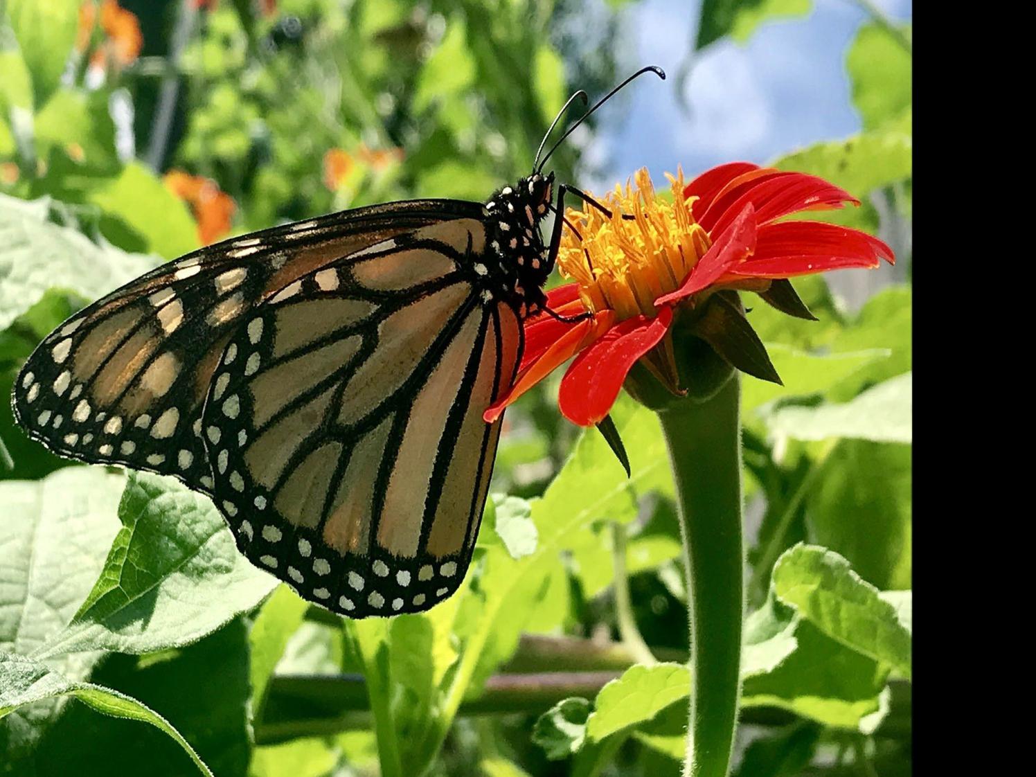 Mid Summer Monarchs On The Move Throughout Oklahoma Local News Tulsaworld Com