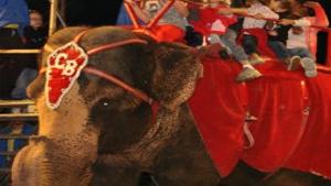 Circus Performances Planned On Saturday News Tulsaworld Com