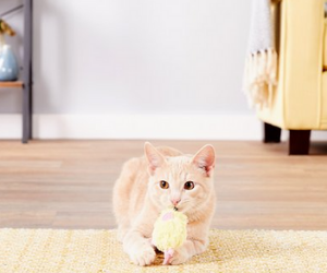 Cat Toys Under $10