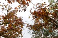 Beavers Bend State Park