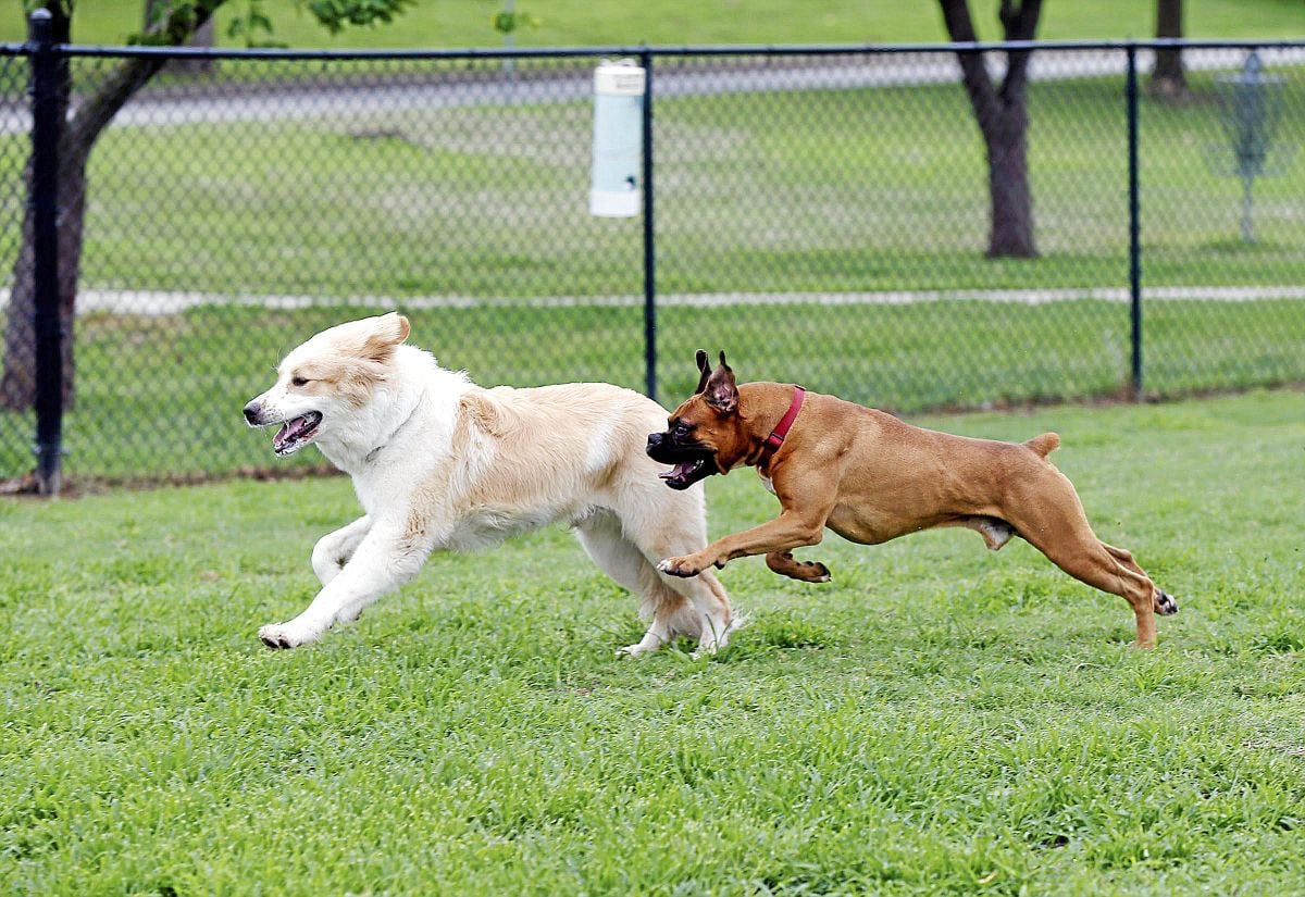 hunter park dog park