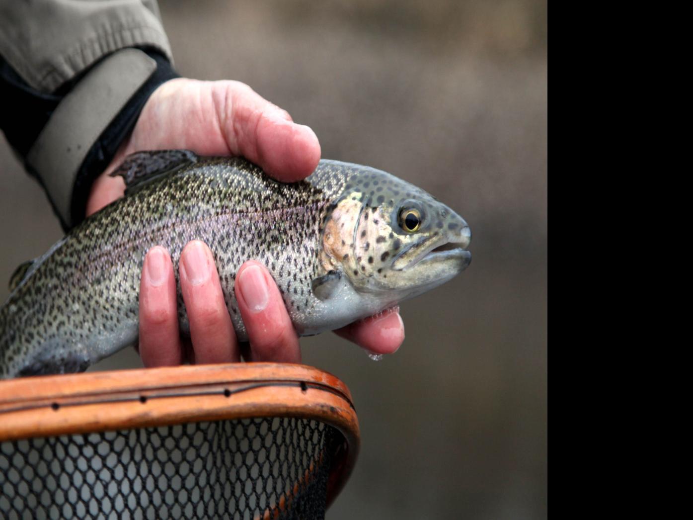 Oklahoma Trout Stocking Schedule 2022