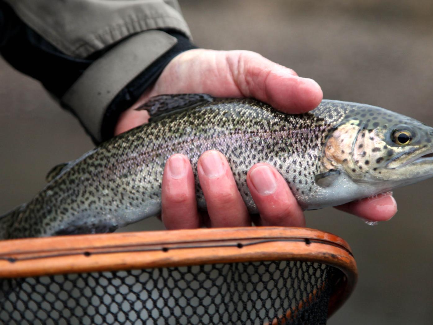 Trout Vs Pristine Waters Oklahoma Studies Impact Of Stocked Fish In Ozark Stream Local News Tulsaworld Com Oklahoma Trout Stocking Schedule 2022
