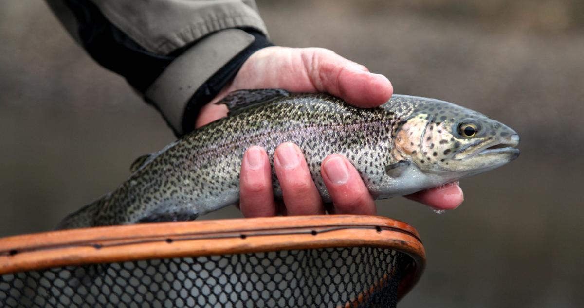 Trout Vs Pristine Waters Oklahoma Studies Impact Of Stocked Fish In Ozark Stream Local News Tulsaworld Com