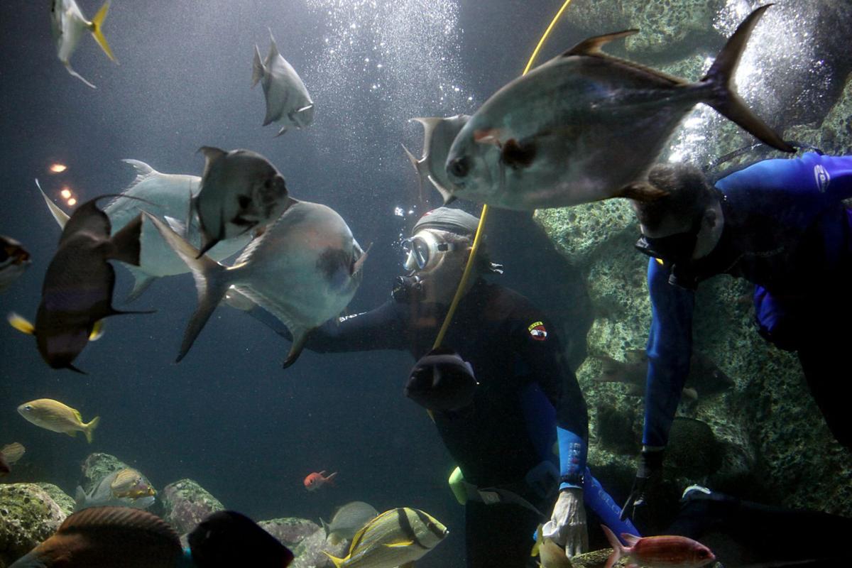 Photo Gallery The Oklahoma Aquarium through the years Gallery