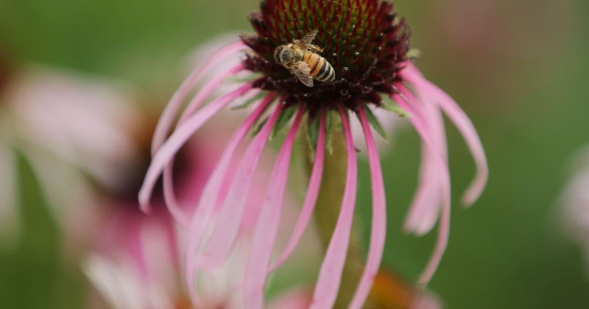 Room to grow: Tulsa Botanic Garden to host a variety of fun, educational events this June | Home & Garden Room to grow: Tulsa Botanic Garden to host a variety of fun, educational events this June | Home & Garden