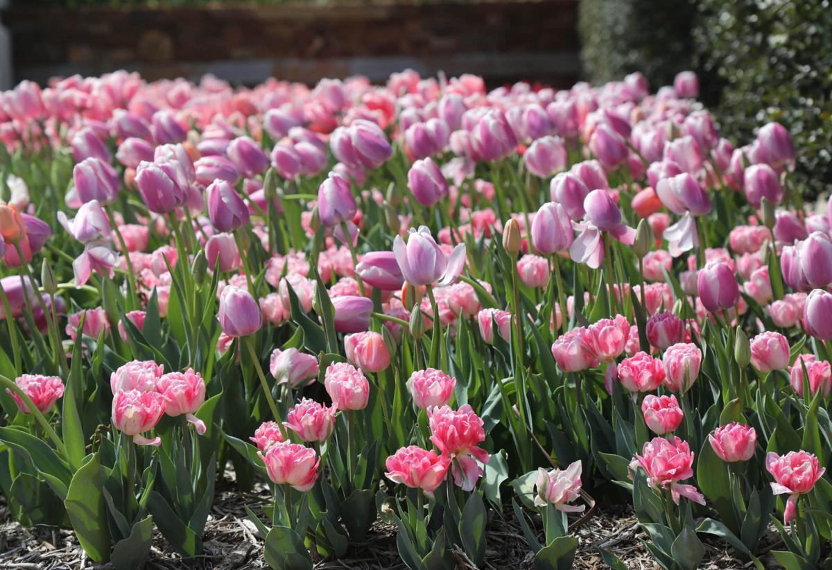 Photo gallery Tulips are in full bloom at Tulsa's Botanic Garden