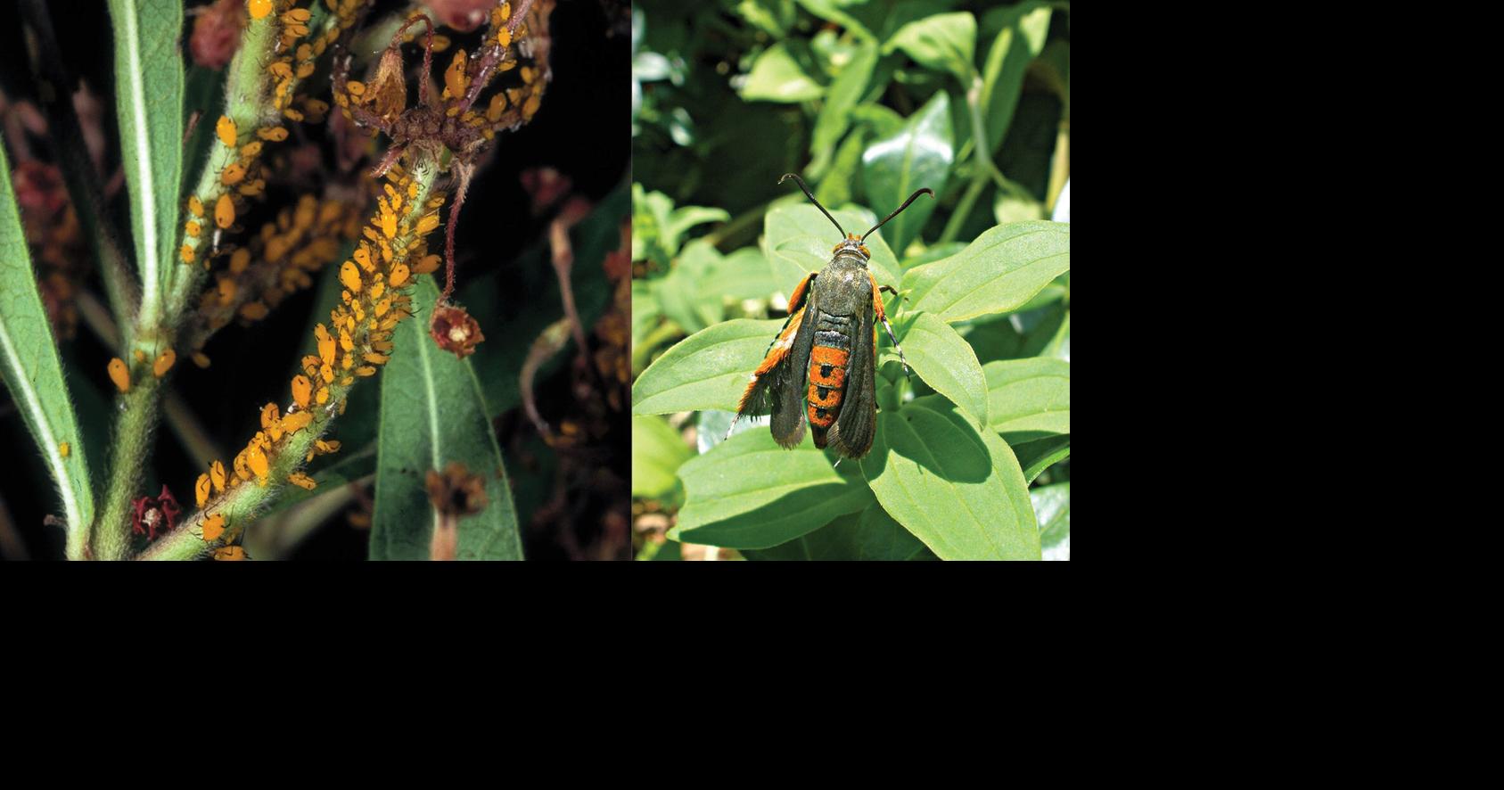 Master Gardener: Pest management might require responsible chemical controls