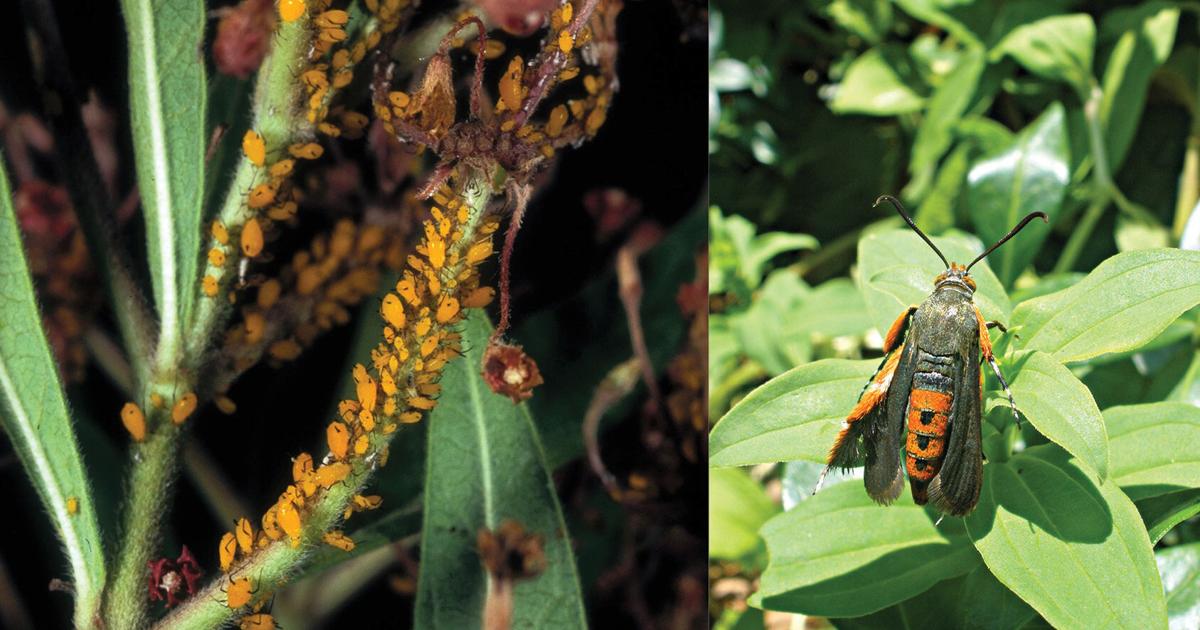 Master Gardener: Pest management might require responsible chemical controls