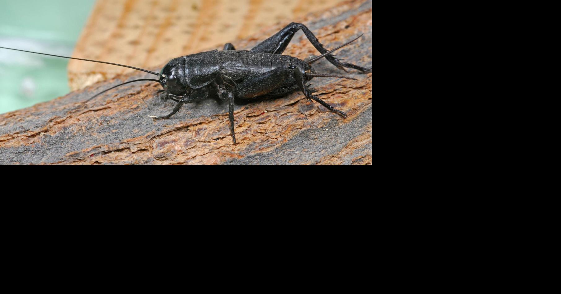 Seeing more crickets than usual? Here are some reasons why