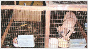 usda licensed breeders list