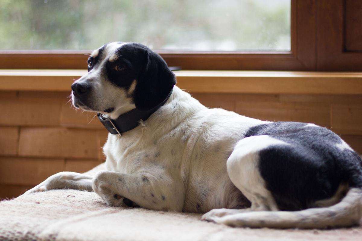 Gobble Gobble! Ensuring Your Pooch is on his Best Behavior this Thanksgiving (image)