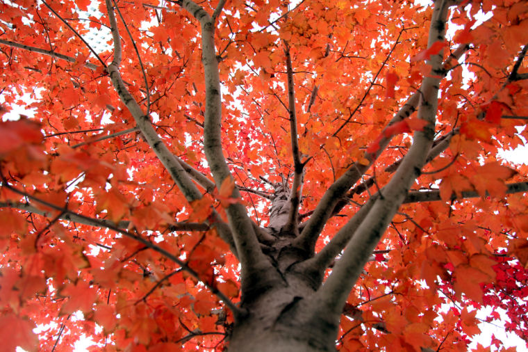 Oklahoma boasts spectacular views of fall foliage Scene