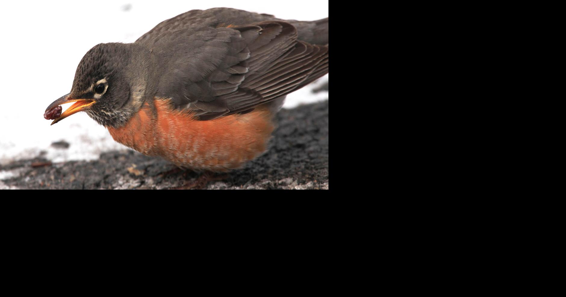 Flockin' Robins Why is this harbinger of spring showing up in flocks