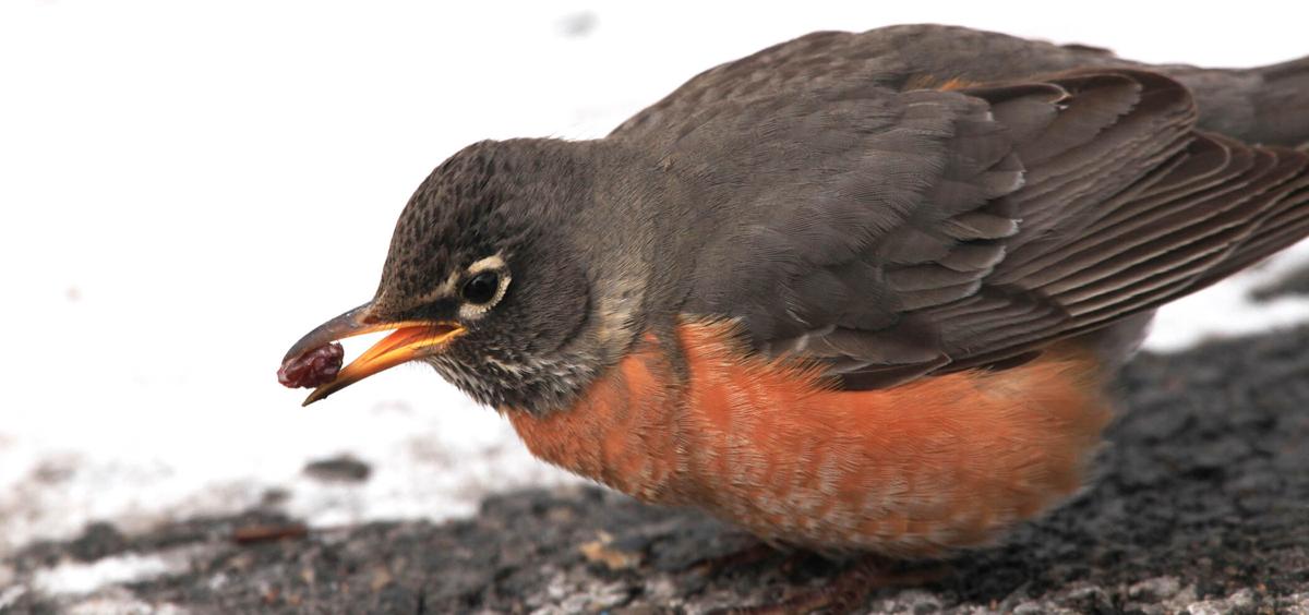 Flockin Robins Why Is This Harbinger Of Spring Showing Up In Flocks In Frigid Weather Local News Tulsaworld Com