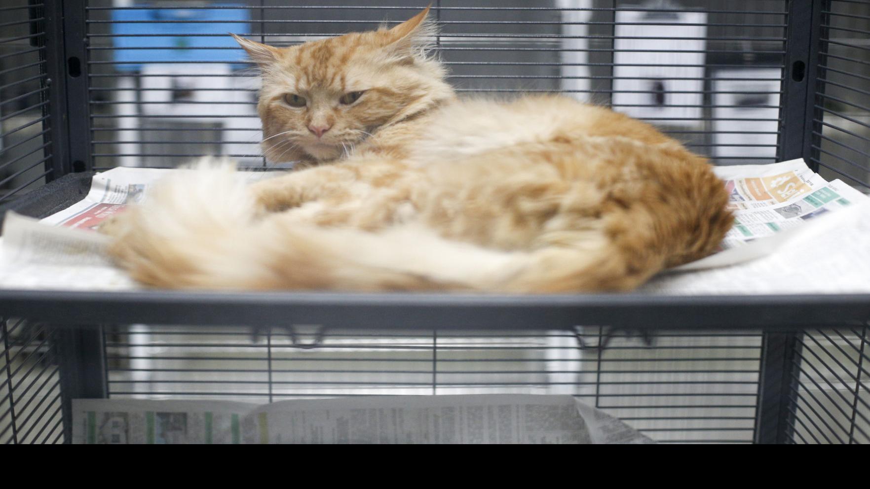 Letter To The Editor Trap Neuter Release Bad Public Policy For
