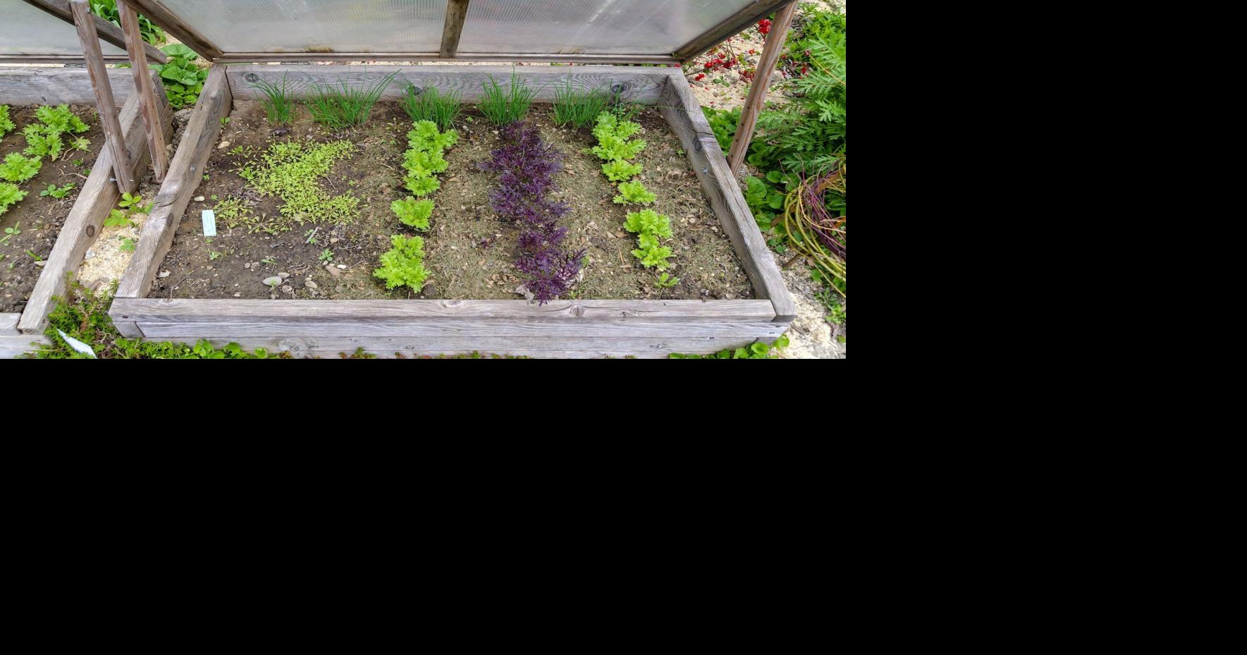Extend your growing season by building a cold frame