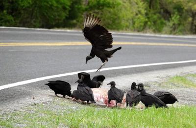 Bird Watch Vultures Are Disease Preventing Natural Clean Up